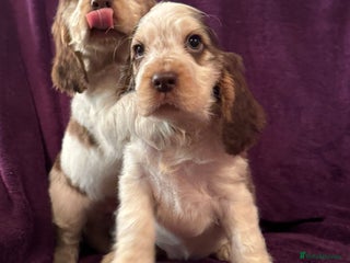 Cocker Spaniel dogs for sale: 🩷Stunning chocolate sable roan show type cocker🩷 - Advert 1