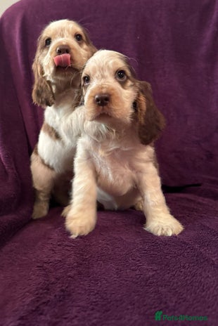 Cocker Spaniel dogs 🩷Stunning chocolate sable roan show type cocker🩷 - Advert 1