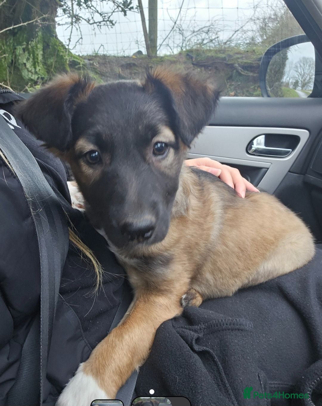 Mixed Breed dogs Female dog looking for stud - Advert 2
