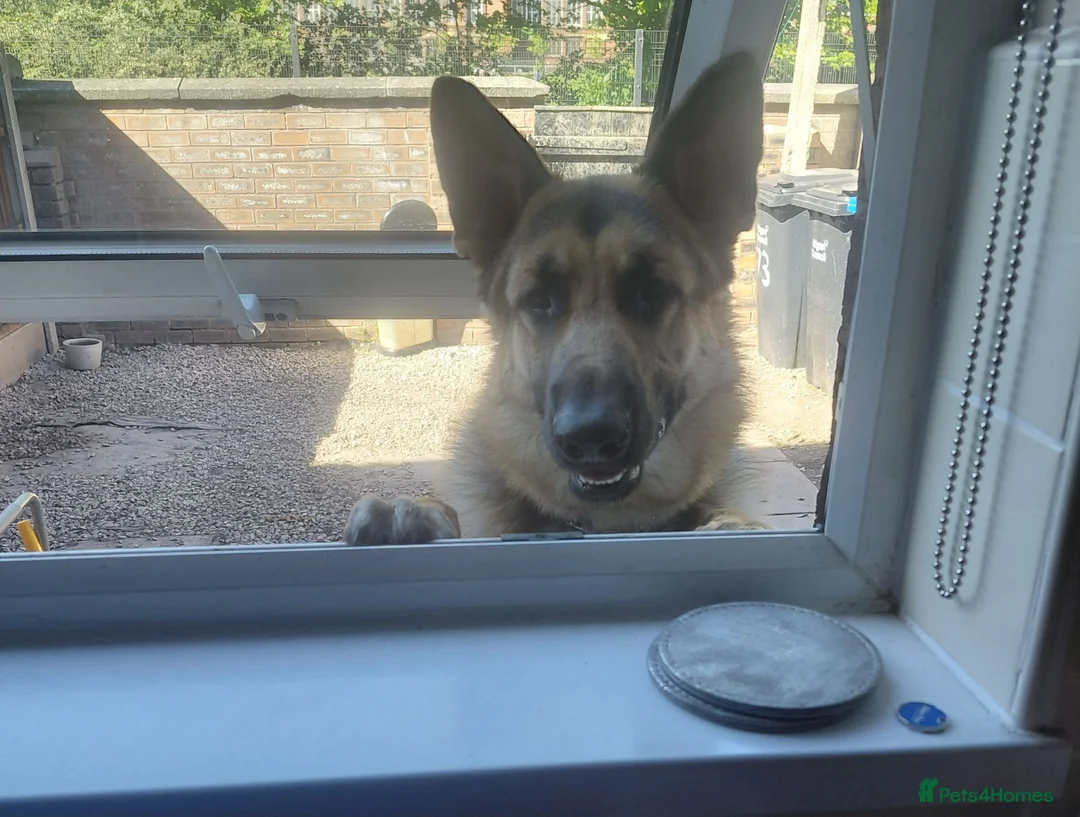 German Shepherd dogs for sale: Male German shepherd  in Leigh - Advert 6