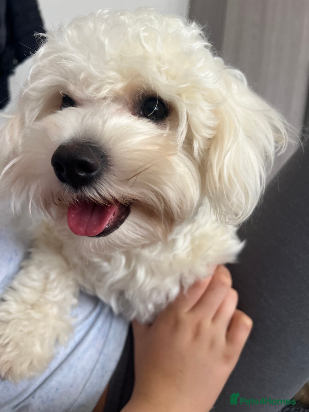 Bichon Frise dogs for stud: Bichon - Image 2