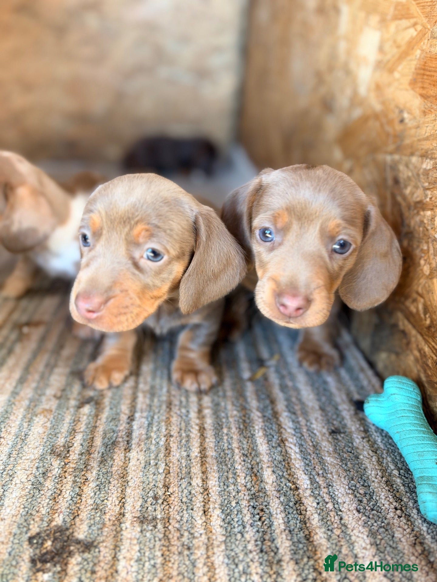 Miniature Dachshund dogs Beautiful miniature dachshund pups.  - Advert 1