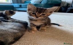 Mixed Breed cats for sale: Kittens for Sale - Image 11