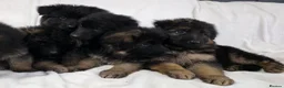 German Shepherd dogs for sale: Gorgeous German Shepherd Puppies For Sale - Advert 8