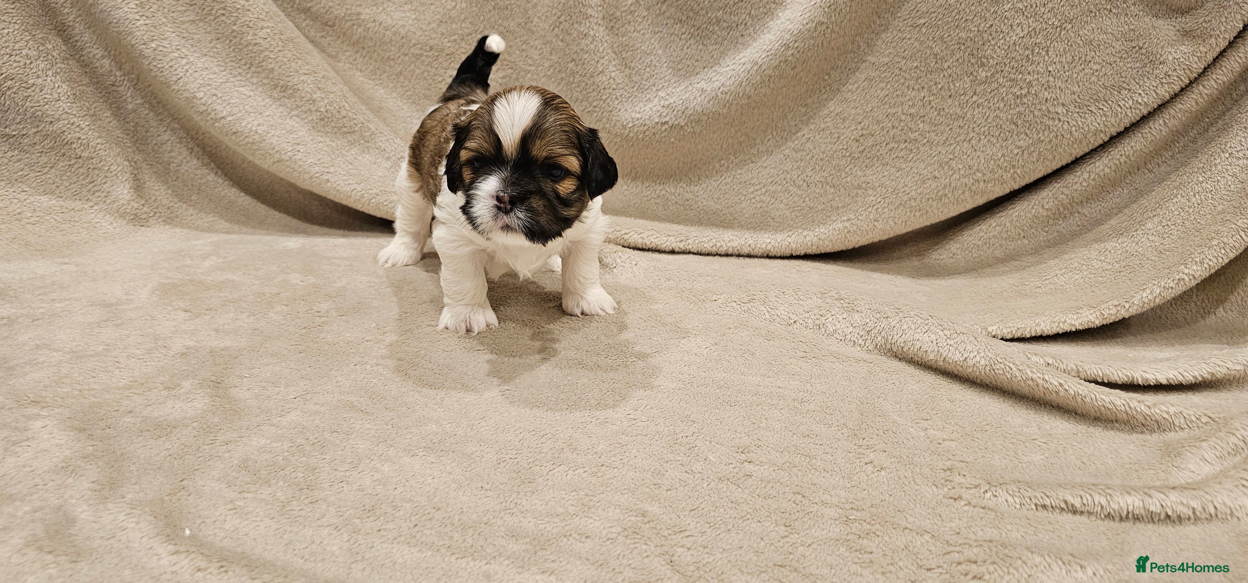 Lhasa Apso dogs Stunning pedigree Lhasa Apso Puppies - Advert 4