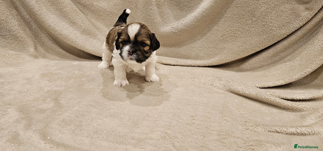 Lhasa Apso dogs for sale: Stunning pedigree Lhasa Apso Puppies - Advert 1