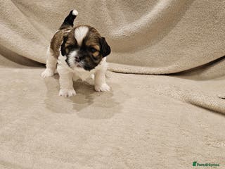 Lhasa Apso dogs Stunning pedigree Lhasa Apso Puppies - Advert 1