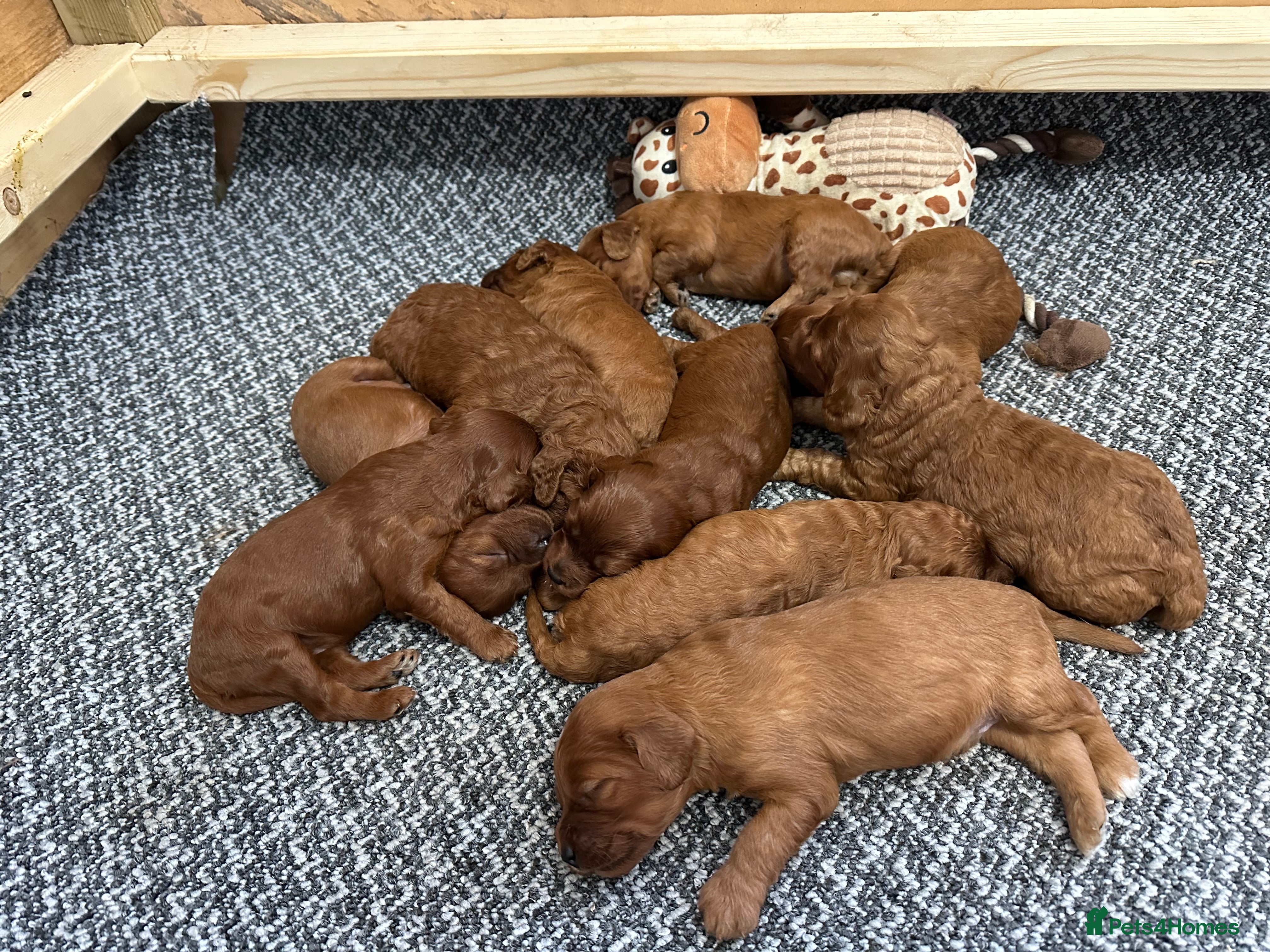 Irish Doodle dogs Mini irishdoodle - Advert 5