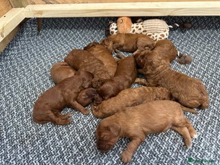 Irish Doodle dogs Mini irishdoodle - Advert 10