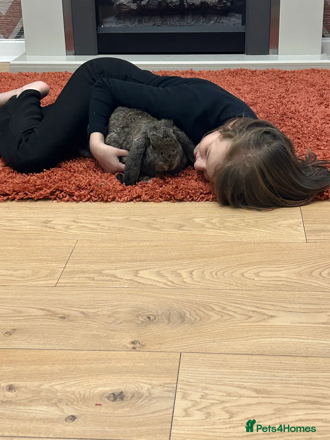 French Lop rabbits for sale: Cinnamon bun is a giant French lop - Advert 7