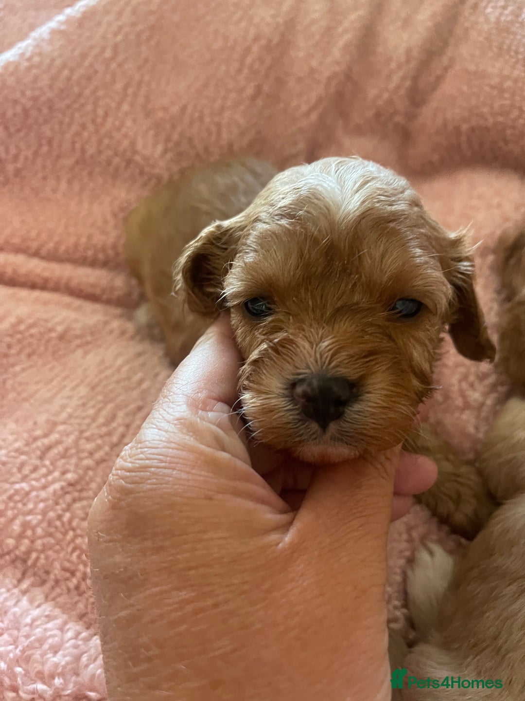 Cavapoo dogs for sale: Adorable toy Cavapoo pups apricot or fox red  - Image 26