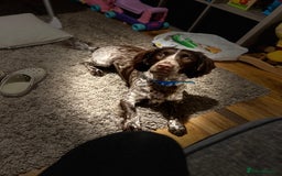Sprocker dogs for sale: Sprocker spaniel  - Image 3