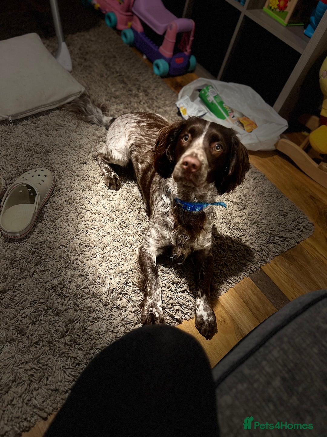 Sprocker dogs for sale: Sprocker spaniel  - Image 3