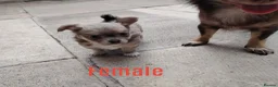 Chihuahua dogs for sale: 2 long coat chihuahua puppies  - Advert 3