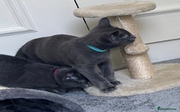 Russian Blue cats for sale: Russian Blue Kittens  in Lanark - Image 30