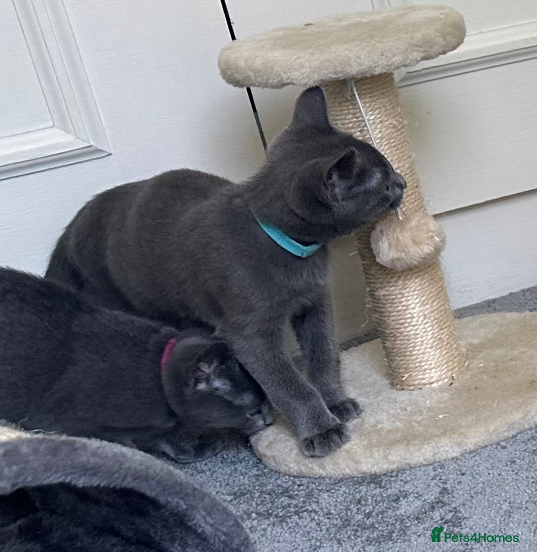 Russian Blue cats for sale: Russian Blue Kittens  in Lanark - Image 30