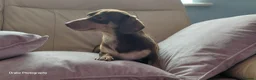 Miniature Dachshund dogs for sale: Female Chocolate & Tan Short Haired Toy Miniature - Advert 3