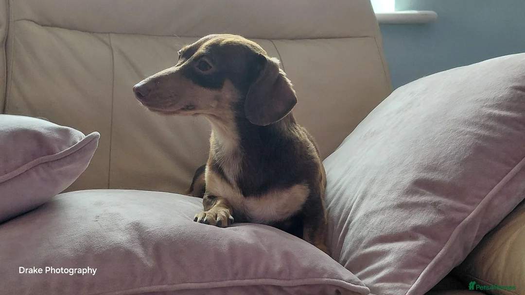 Miniature Dachshund dogs for sale: Female Chocolate & Tan Short Haired Toy Miniature - Advert 3