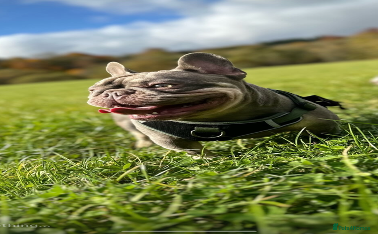 French Bulldog dogs - Advert 2
