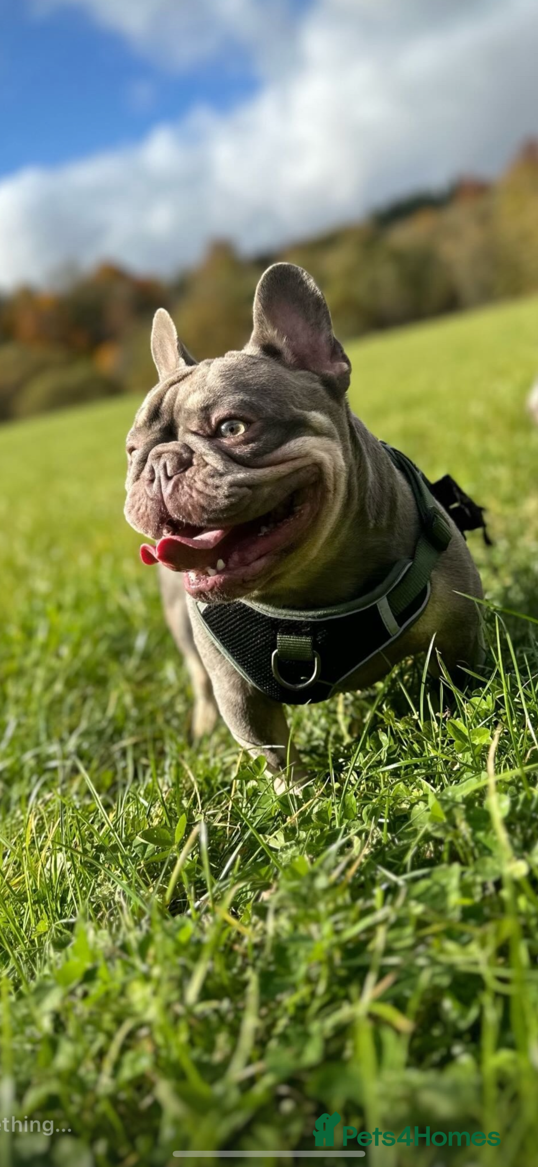 French Bulldog dogs for stud: Proven lilac & tan boy carrying cream & testable - Image 1