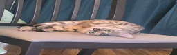 Bengal cats for sale: Gorgeous Pedigree Bengal Kittens Waitlist - Advert 7