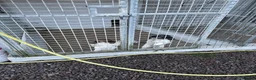 English Springer Spaniel dogs for sale: Springer spaniel puppies for sale in Burry Port - Advert 5