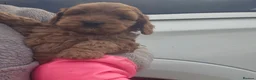 Miniature Poodle dogs for stud: Kc stud proven extensively health tested poodle - Advert 17
