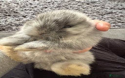 Mini Lop rabbits for sale: Gorgeous Mini Lops x1 available now  - Image 18