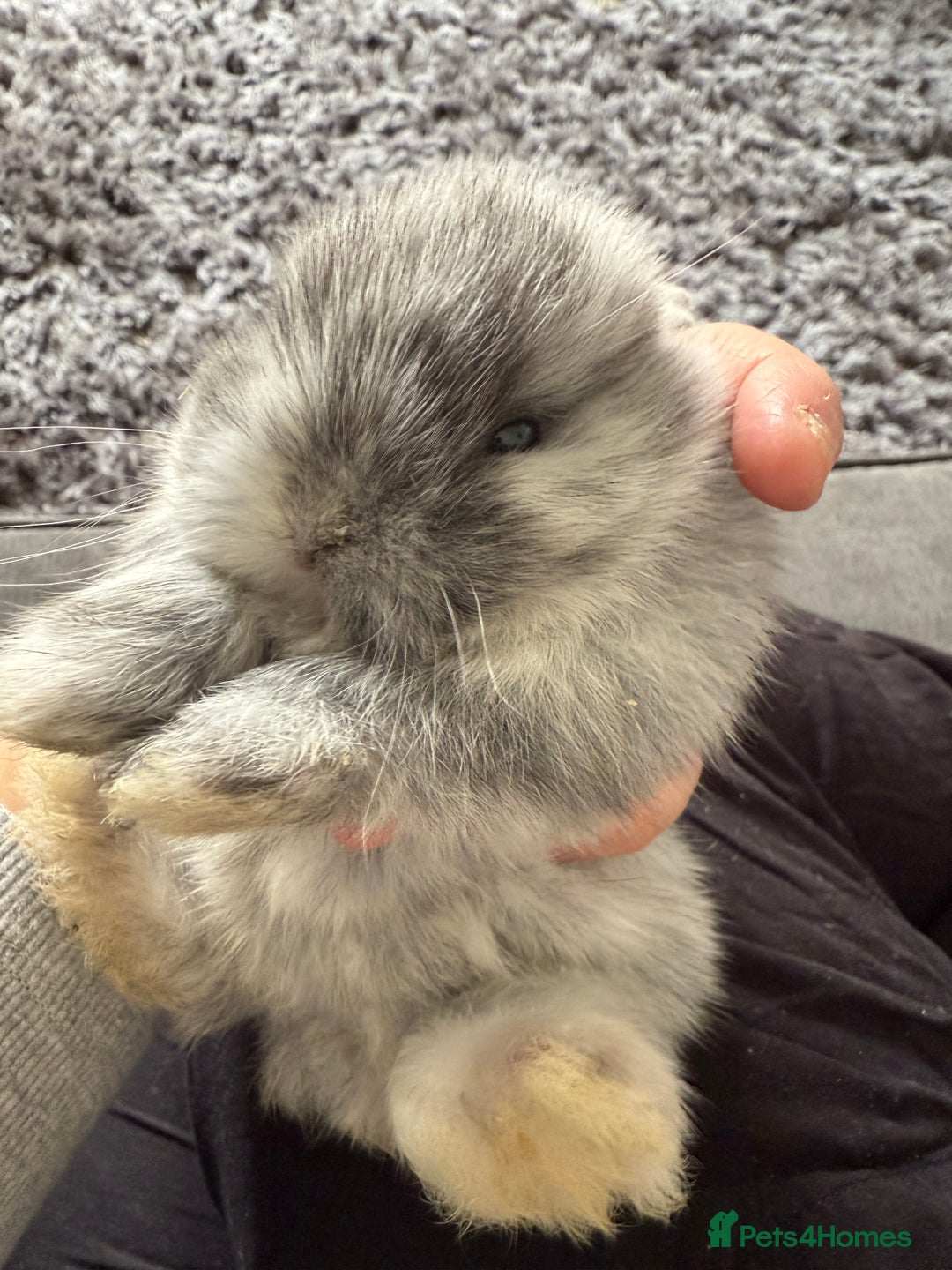Mini Lop rabbits for sale: Gorgeous Mini Lops x1 available now  - Image 18