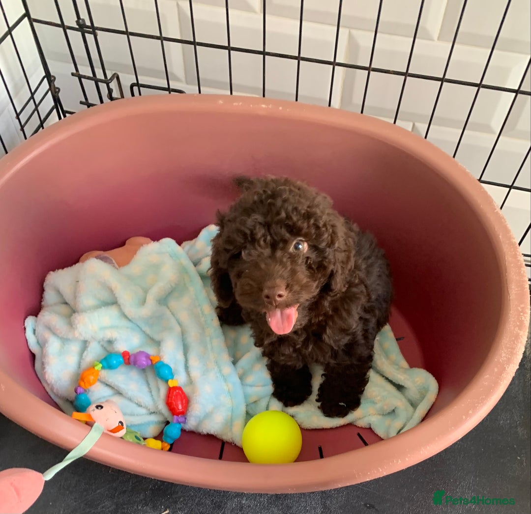 Cockapoo dogs for sale: F1b Cockapoo puppies !! health tested parents !! - Image 6