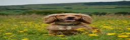 Cocker Spaniel dogs for sale: KC Registered Golden & Red Working Cocker puppies in Kendal - Advert 11