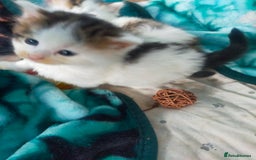 Mixed Breed cats for sale: Four lovely fluffy kittens  - Image 15