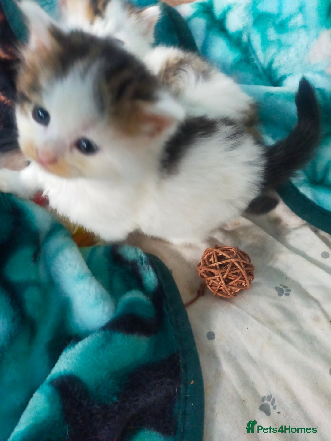Mixed Breed cats for sale: Four lovely fluffy kittens  - Image 15