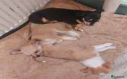 Mixed Breed dogs for sale: Ready to collect  - Advert 2