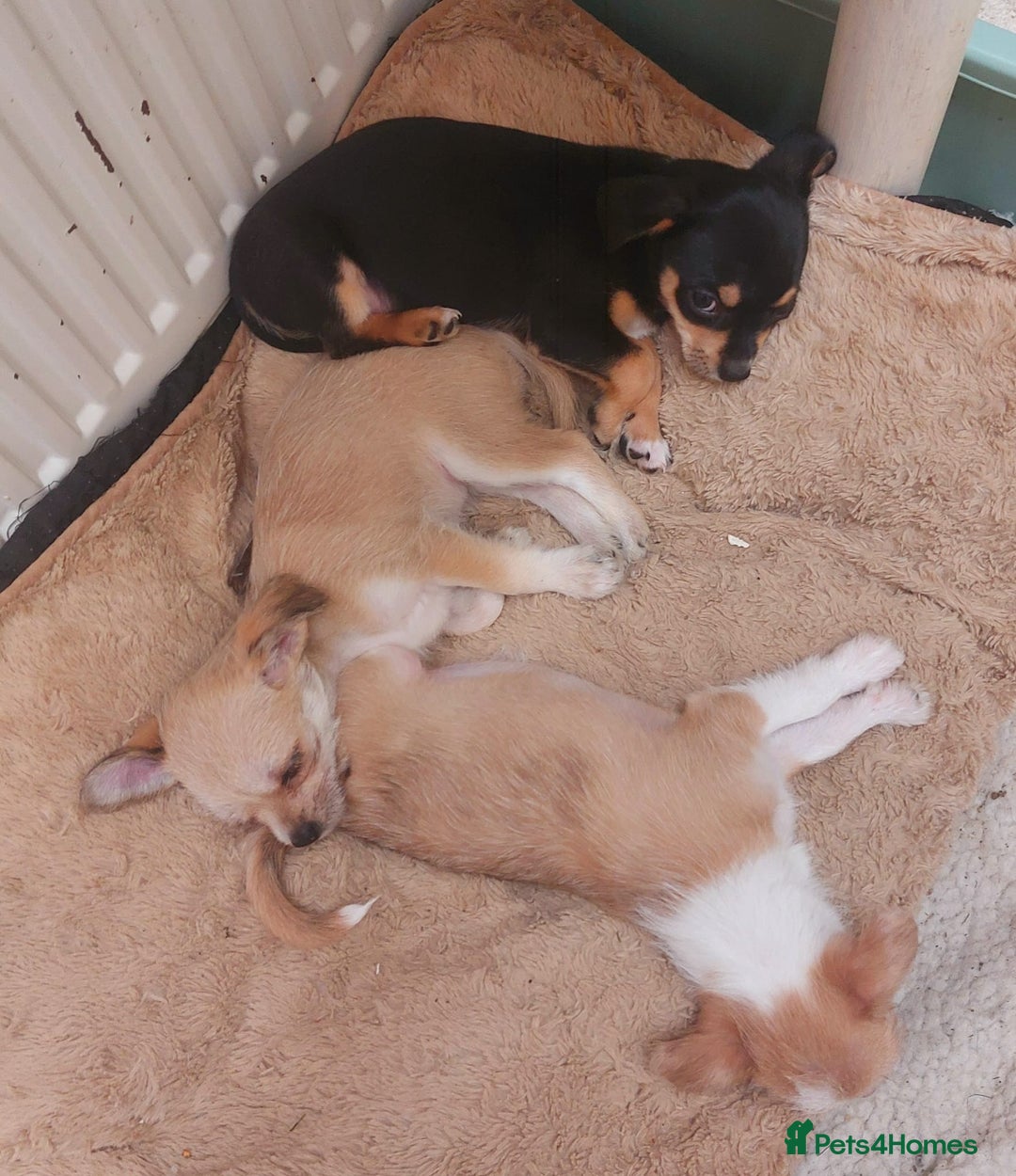 Mixed Breed dogs for sale: Ready to collect  - Advert 2