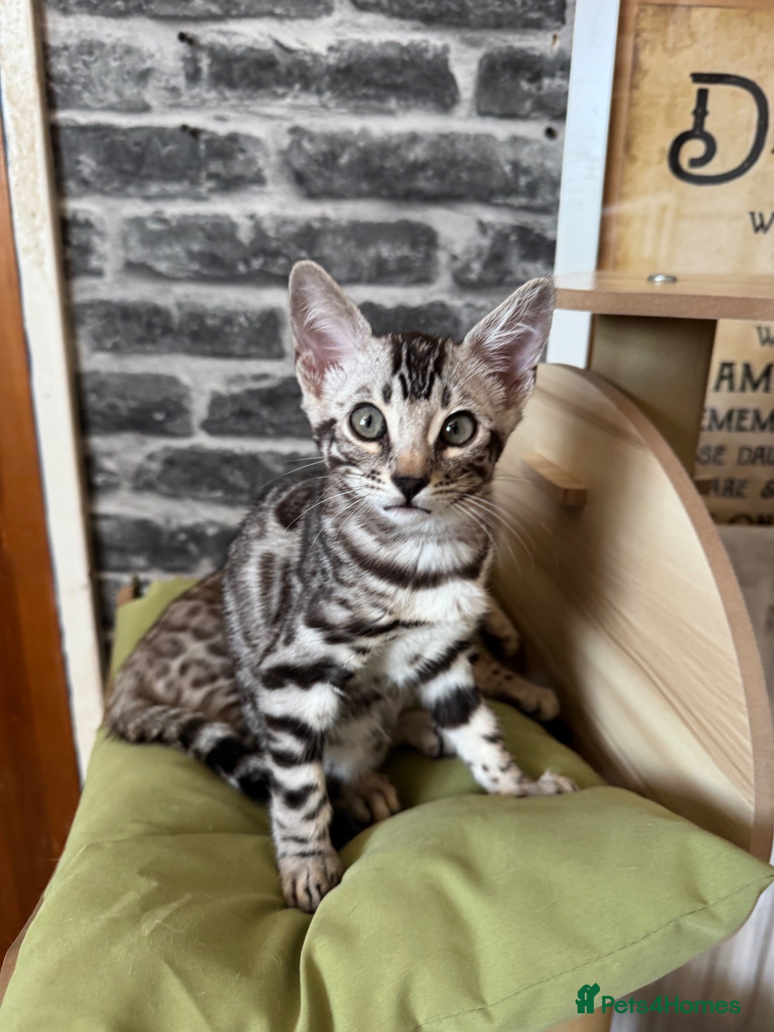 Bengal cats Stunning rare snow&silver bengals. TICA REGISTERED - Advert 1