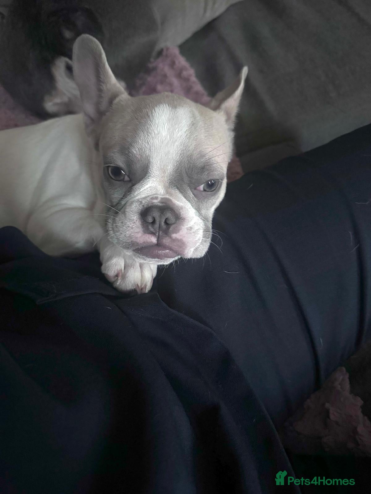 French Bulldog dogs K.C registered Female French Bulldog - Advert 5