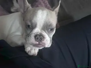 French Bulldog dogs K.C registered Female French Bulldog - Advert 5