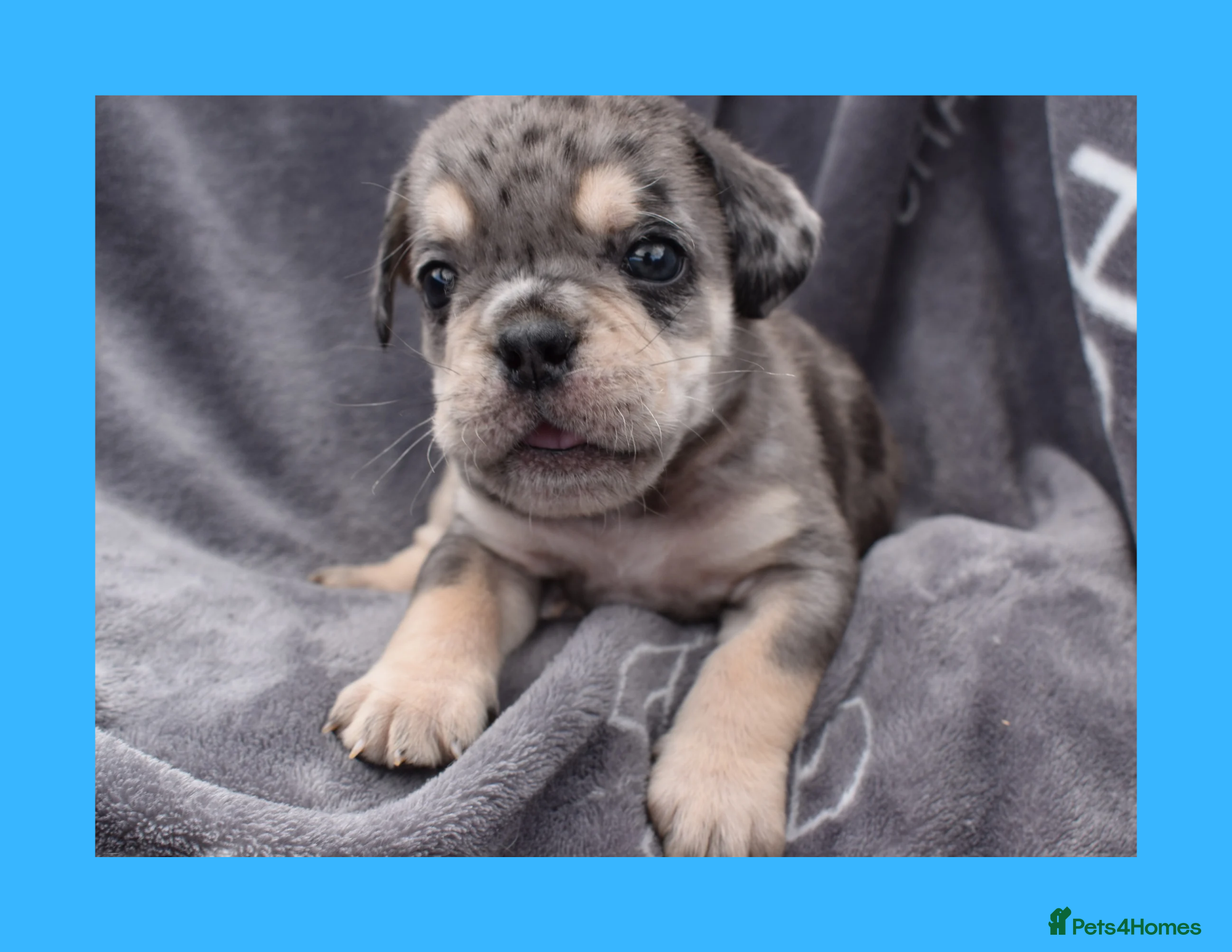 English Bulldog dogs Stunning Litter of Exotic English Bulldogs - Advert 3