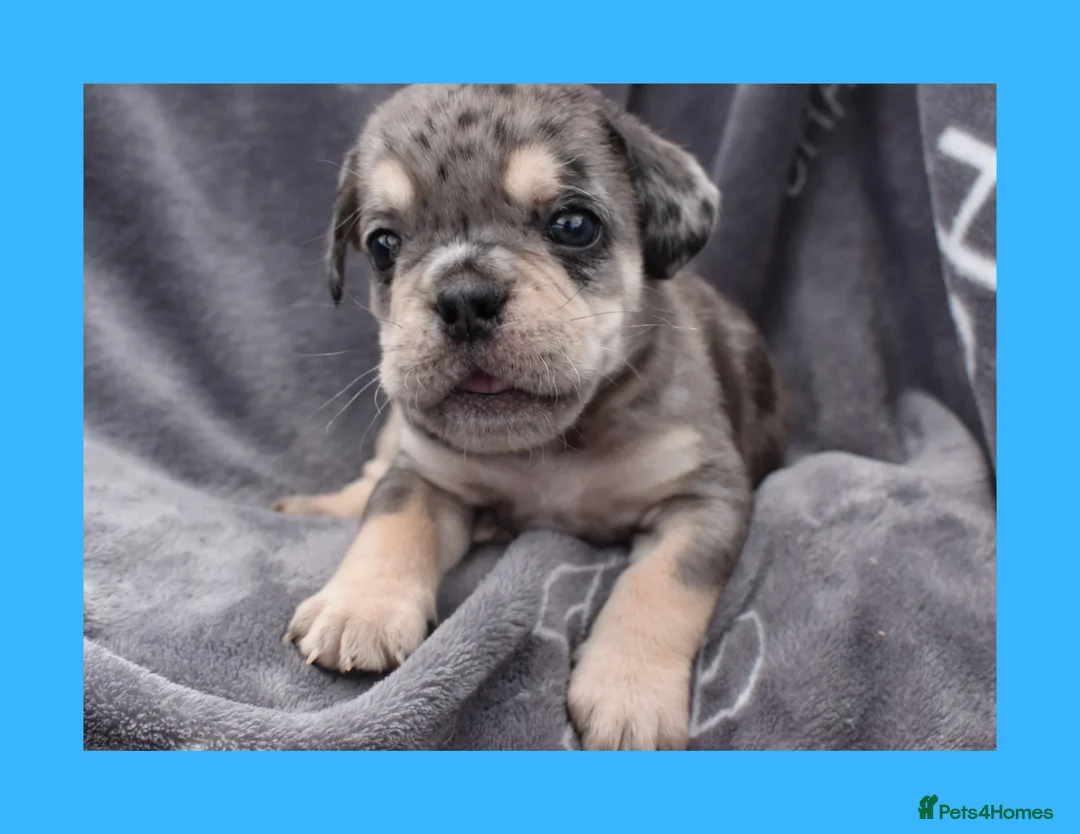 English Bulldog dogs for sale: Stunning Litter of Exotic English Bulldogs - Advert 1