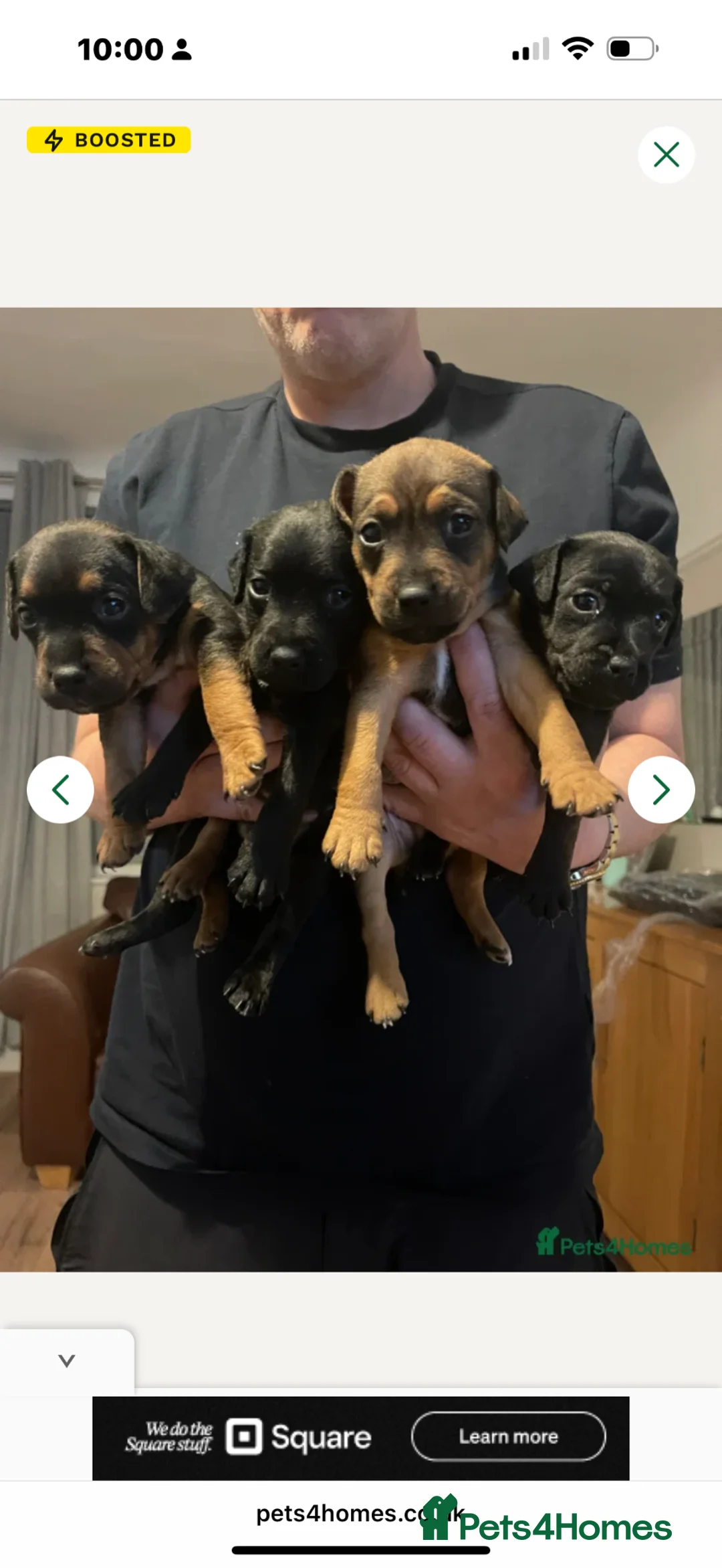 Patterdale Terrier dogs for sale: Patterdale terrier puppies  - Advert 11