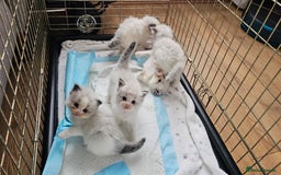 Ragdoll cats for sale: Champion Blood Ragdoll Bi colour kittens  - Image 7