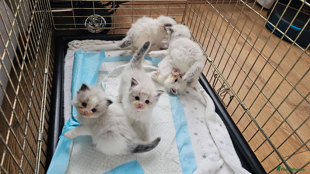Ragdoll cats for sale: Champion Blood Ragdoll Bi colour kittens  - Image 7