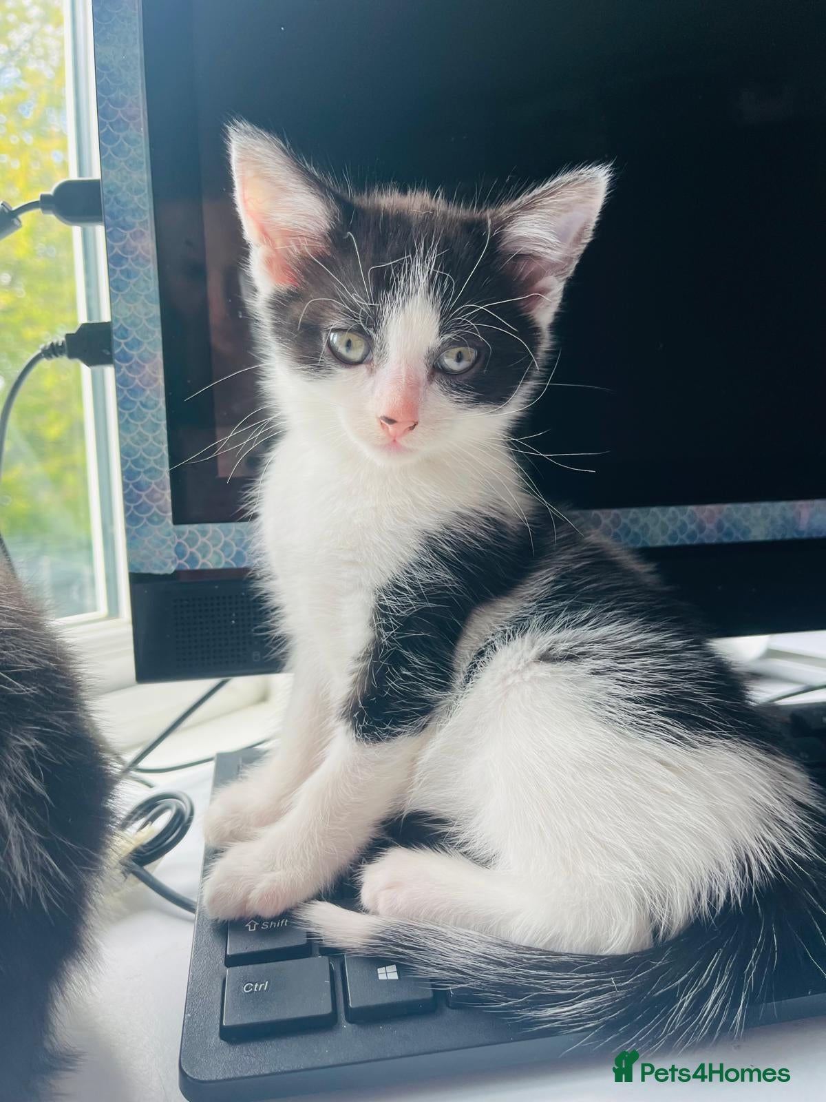 Mixed Breed cats Beautiful kitten ready for a new home - Advert 2