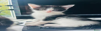 Mixed Breed Kitten 1