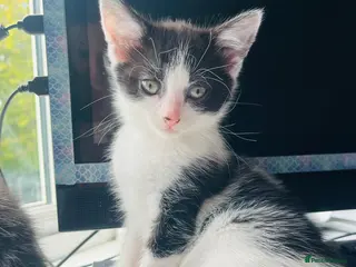 Mixed Breed cats Beautiful kitten ready for a new home - Advert 1