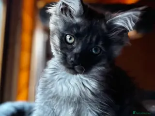 Maine Coon cats 5 beautiful Grey Smoke Maine Coon Kittens - Advert 11