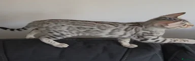 Bengal 1