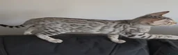 Bengal cats for sale: Outstanding Tica Show quality bengal kitten's - Advert 7