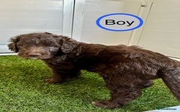 Sheepadoodle dogs for sale: Golden Sheepadoodle pink girl - Golden Sheepadoodle pups licensed breeder - Image 16